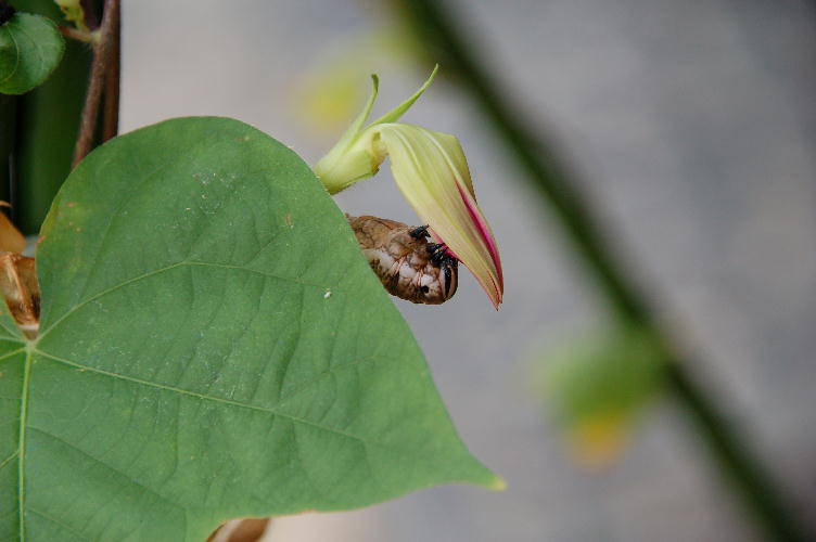 朝顔を食べる虫 うたくら ブログ