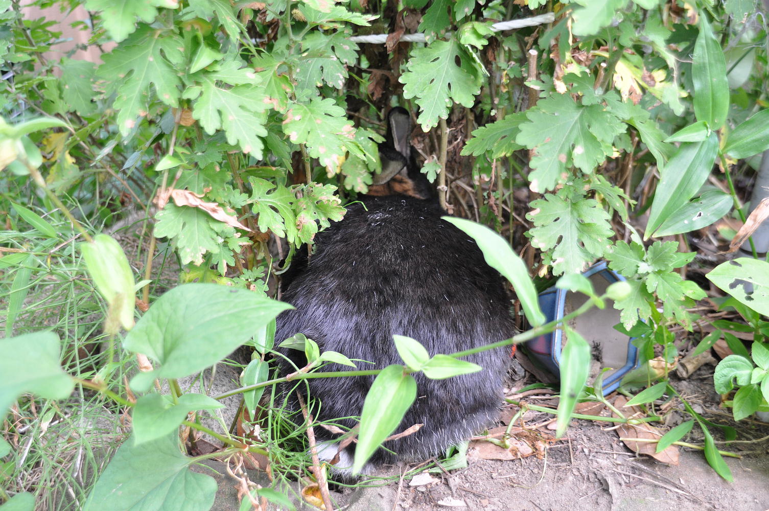新潟2010;ウサギ-1