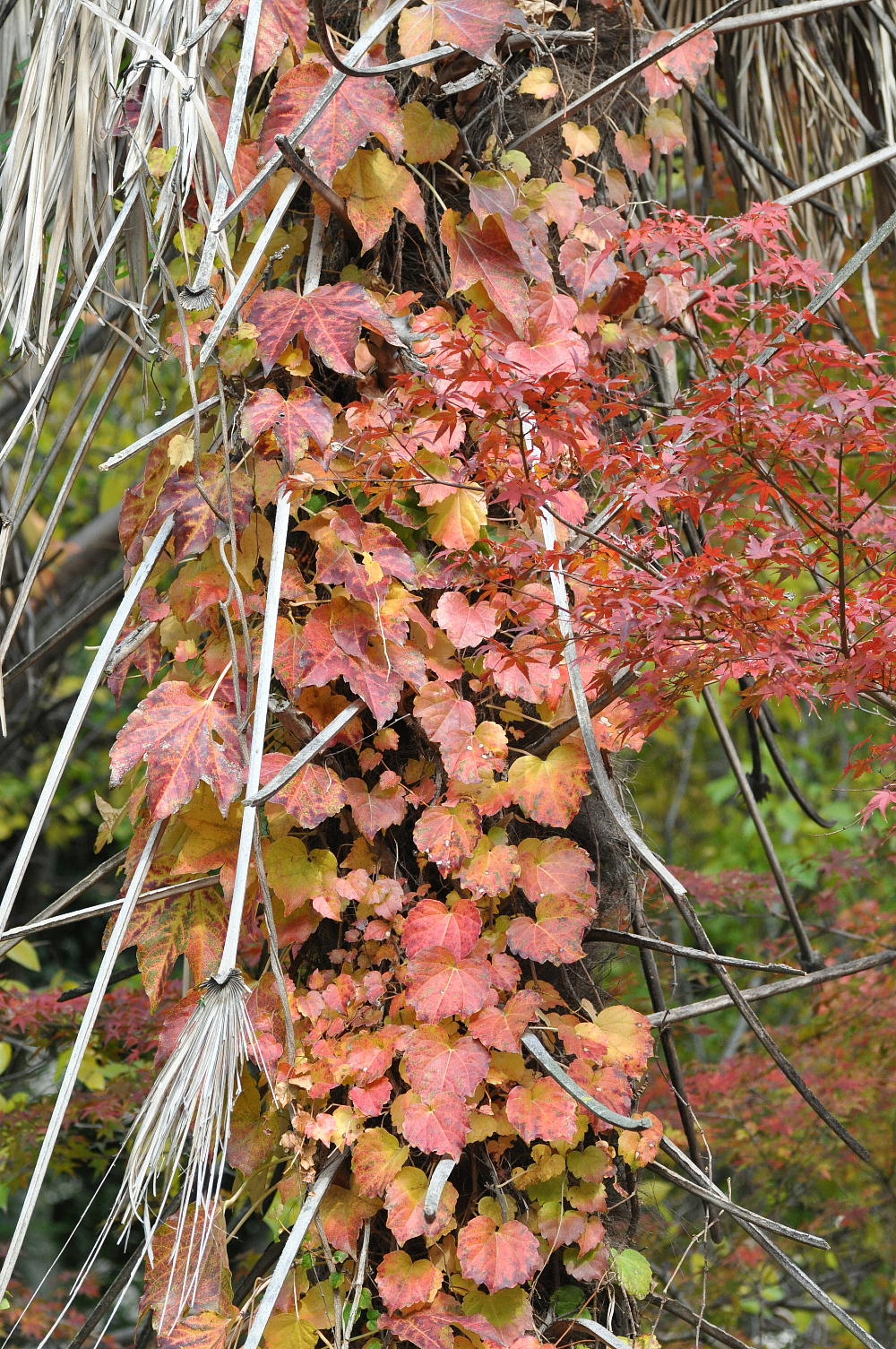 京都の紅葉2012-1