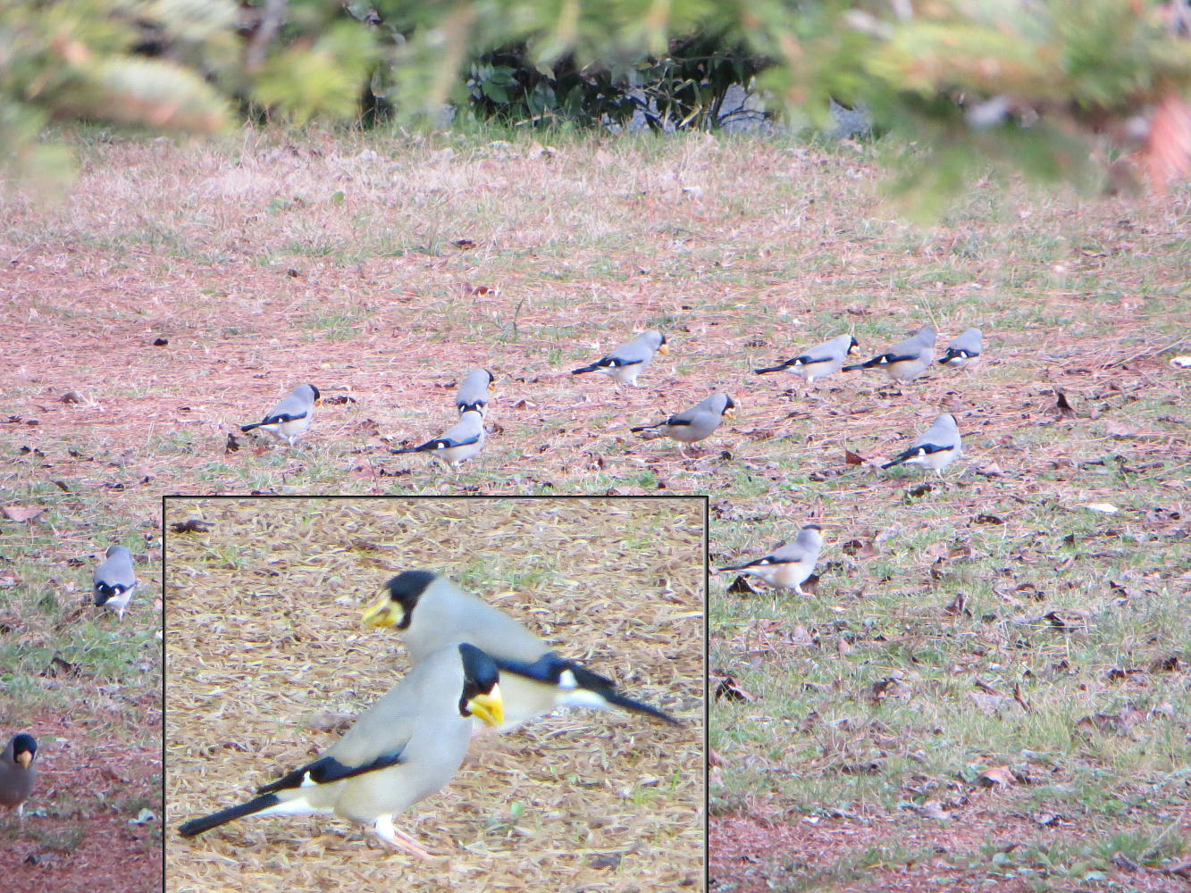 今頃の御苑にいる鳥シリーズ、その５。