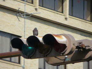 鳩 on the 信号
