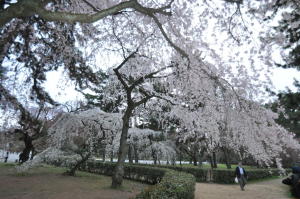 枝垂れ桜のトンネル