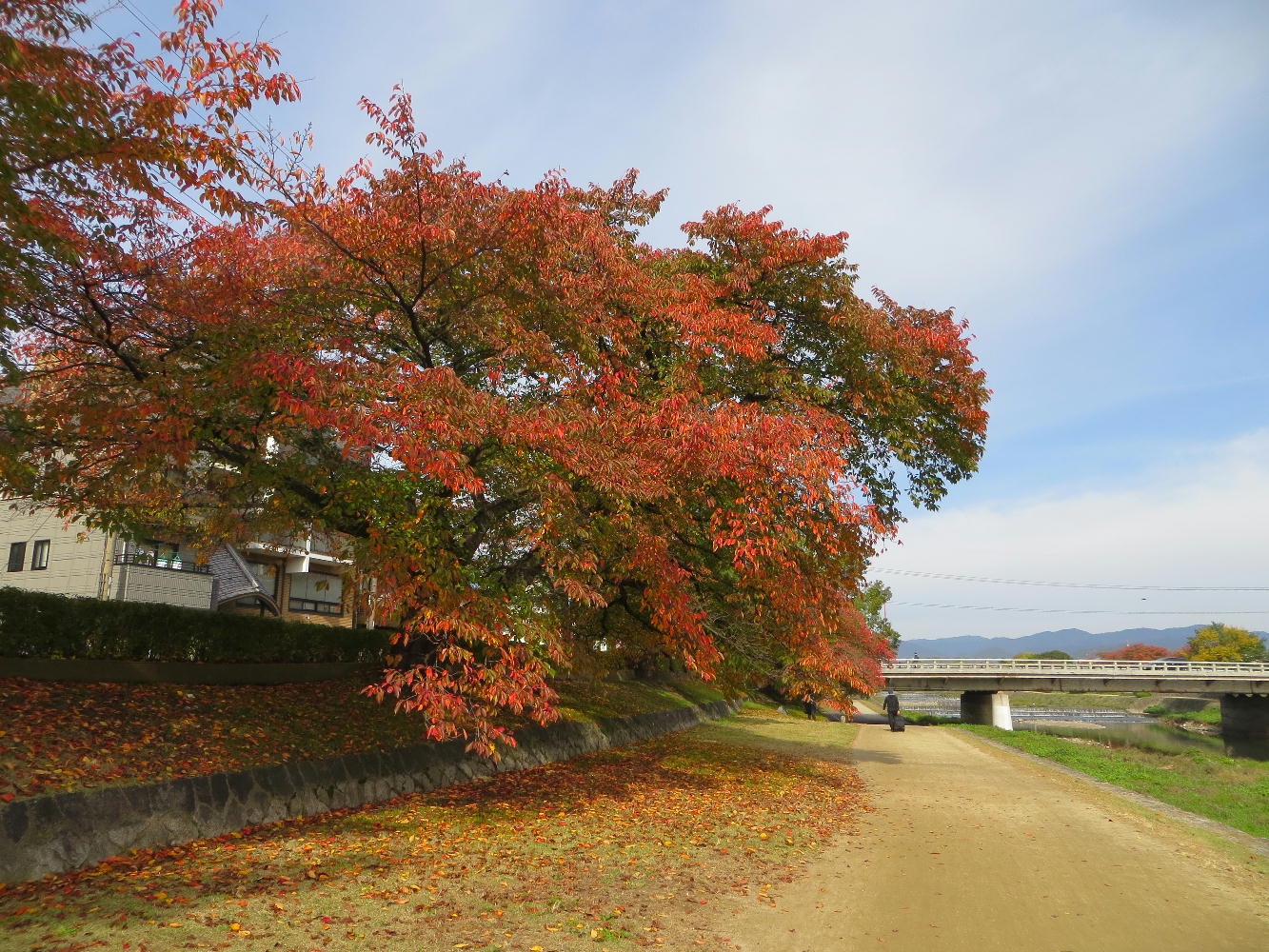 賀茂川沿いの紅葉