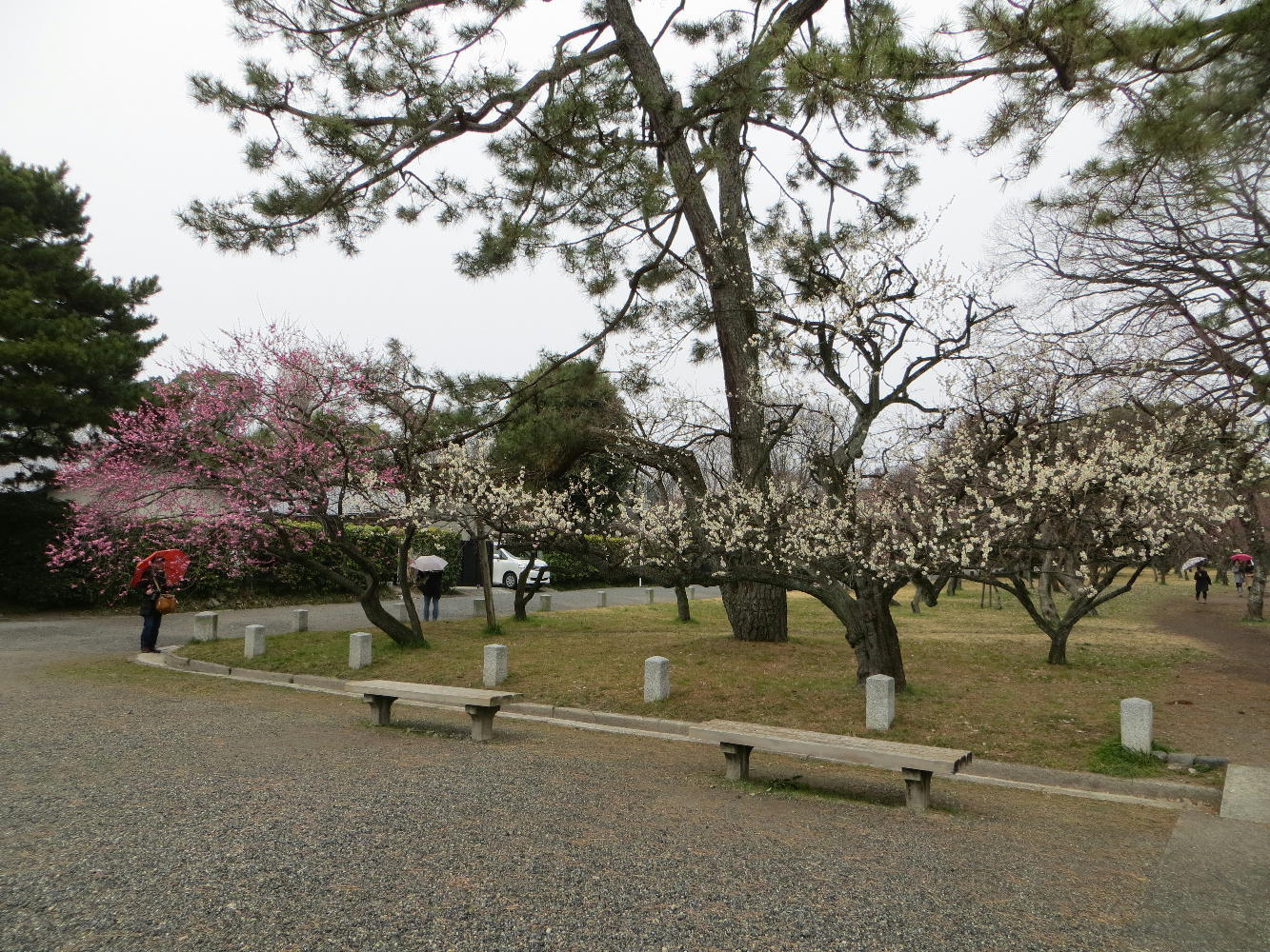 京都御苑の梅