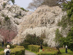 御苑の桜2008-1