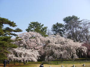 御苑の桜2008-2