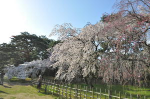 京都御苑桜2010-2