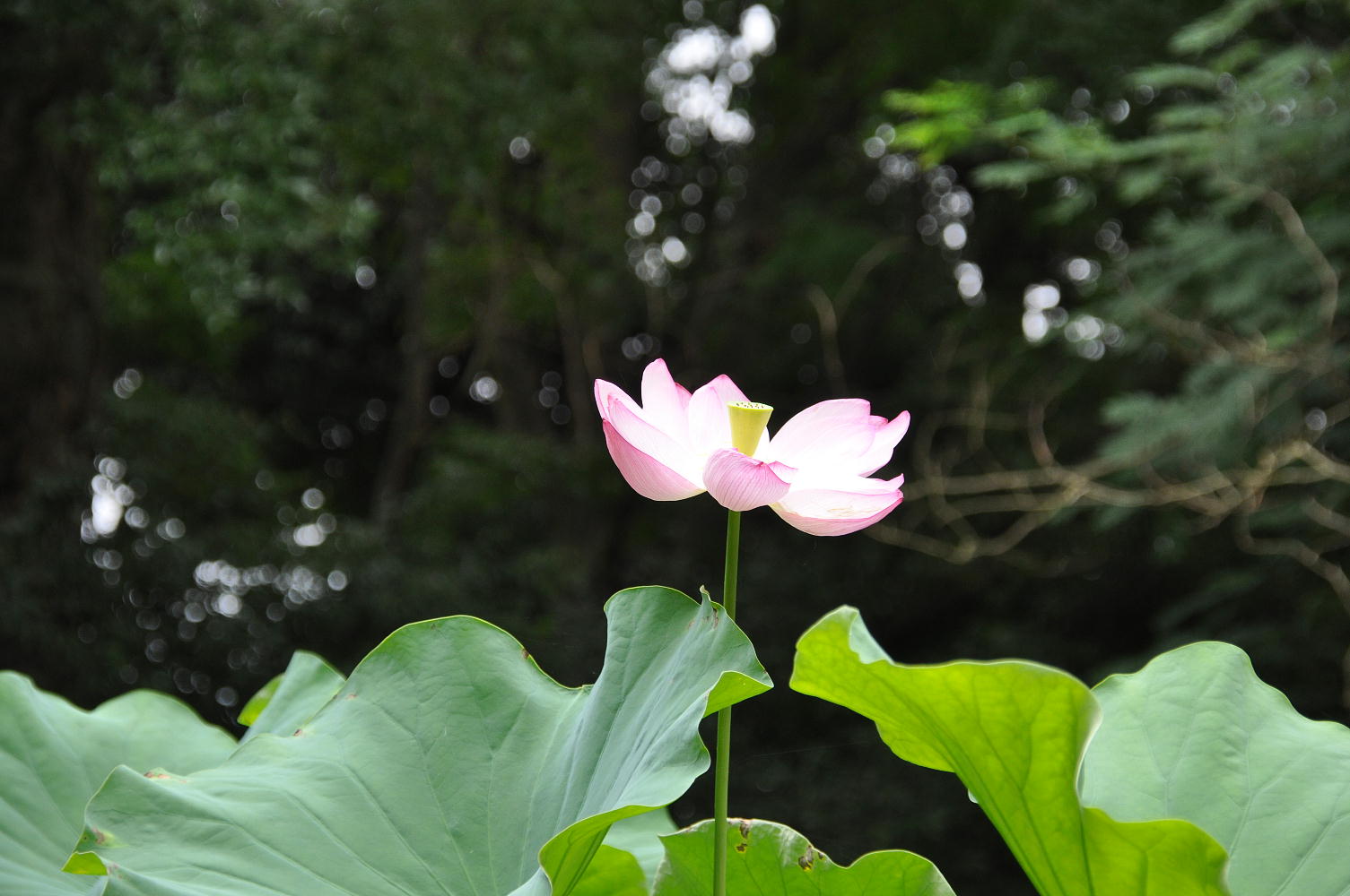 トンボ池(1)