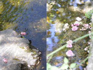 川面に浮かぶ八重桜。