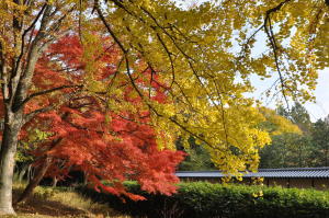 京都の紅葉2012-9