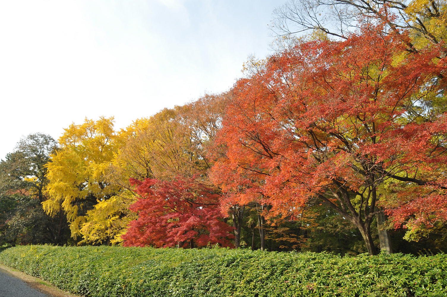 京都迎賓館北側の大紅葉